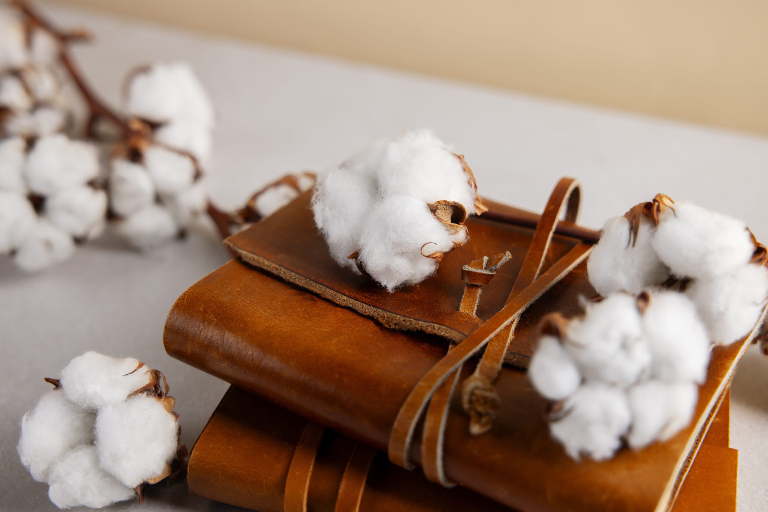 cotton-plants-still-life cotton-plants-still-life