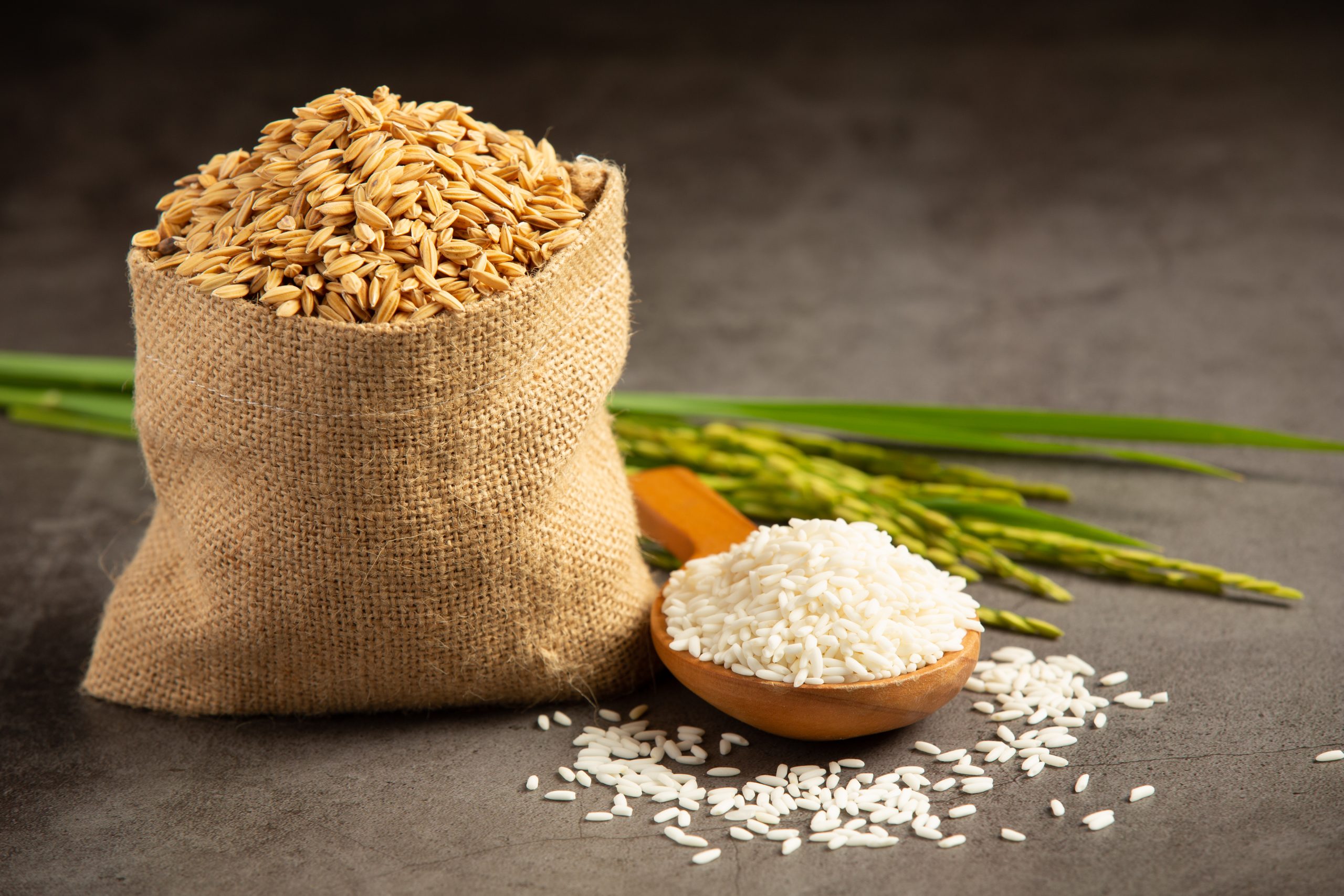 a sack of rice seed with white rice on small wooden spoon and ri a sack of rice seed with white rice on small wooden spoon and rice plant
